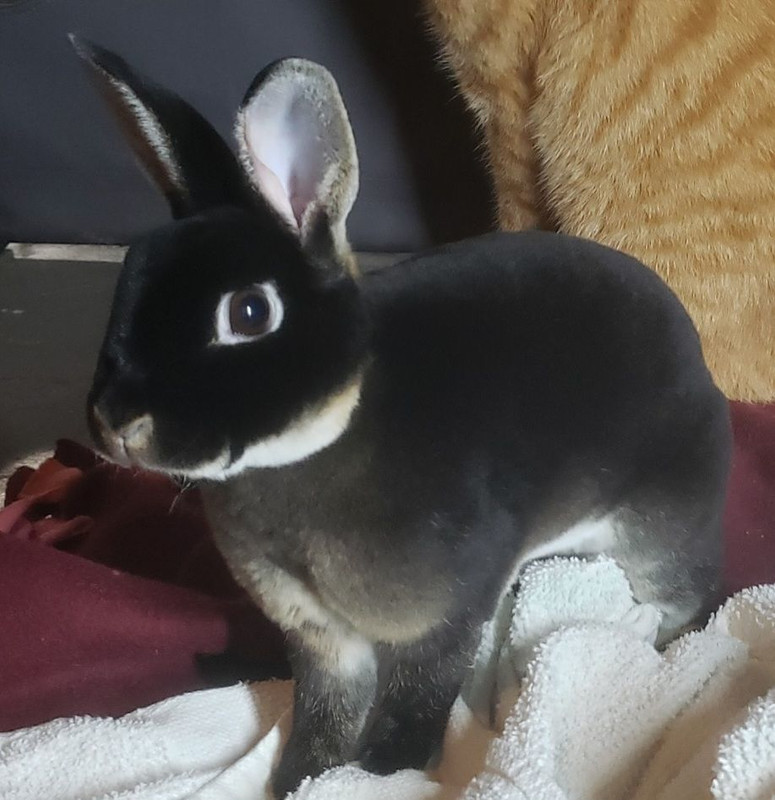 Any tips about owning a bunny? - Page 2 - Bogleheads.org