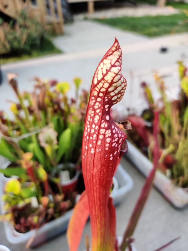 awkwardsilence's plant — fall pitchers, 2020