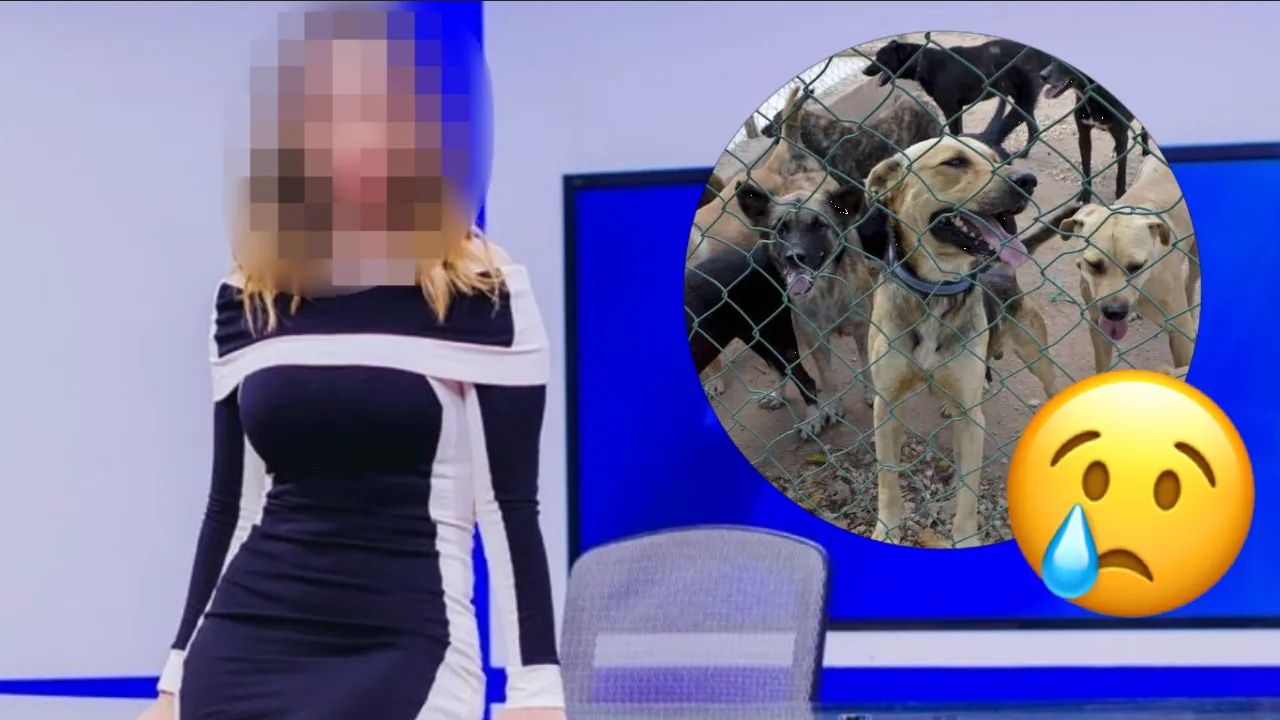 Conductora de noticias destruye refugio para perros, los animales escaparon