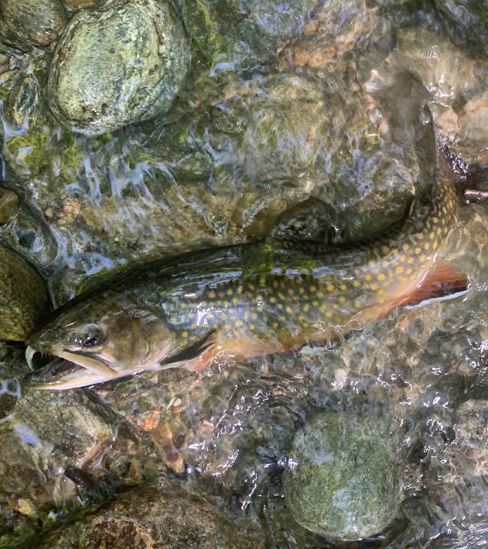 BF028641-2D5B-4385-977E-A879BE8424A7