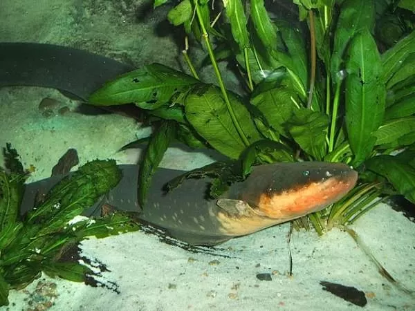 [Image: amazon-river-facts-10462-3-1706258829.webp]