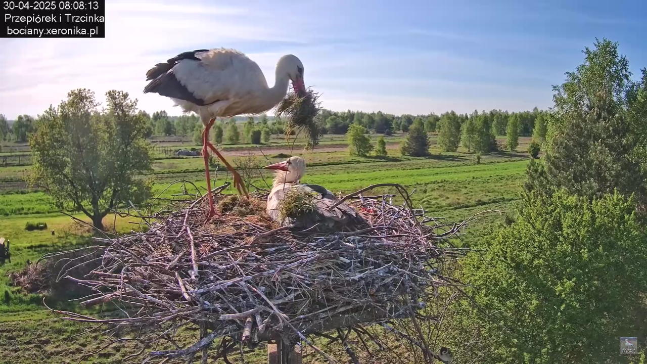 30042025bociany_14