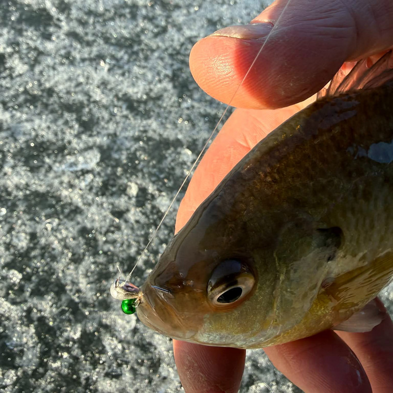 bluegill
