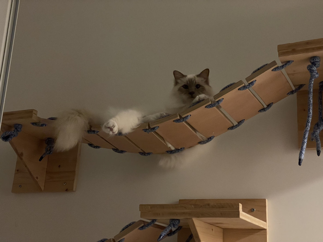 https://i.postimg.cc/MHgXK2hb/chats-2.jpg