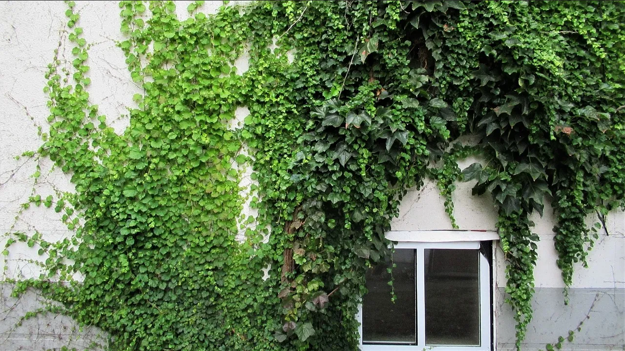 Por esta razón, debes colocar las enredaderas en este lugar de tu casa
