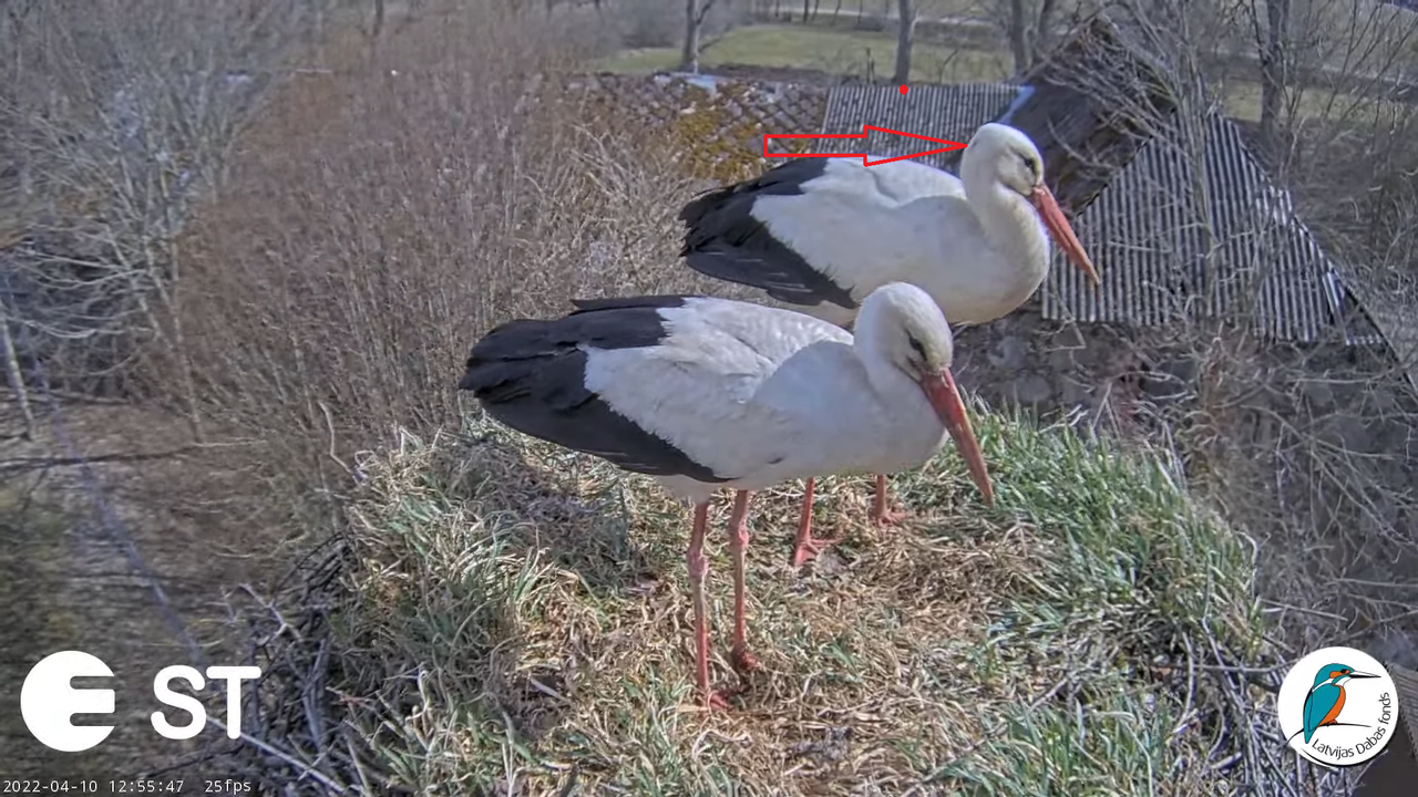 Baltie stārķi (Ciconia ciconia) Tukuma novadā - LDF tiešraide __ White storks in Tukums, Latvia 16-5