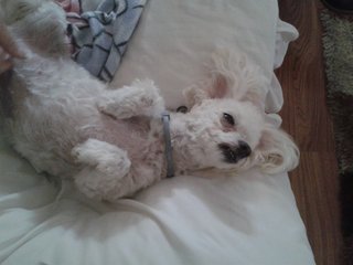 Mamuzel Amanda van der Westhuizen