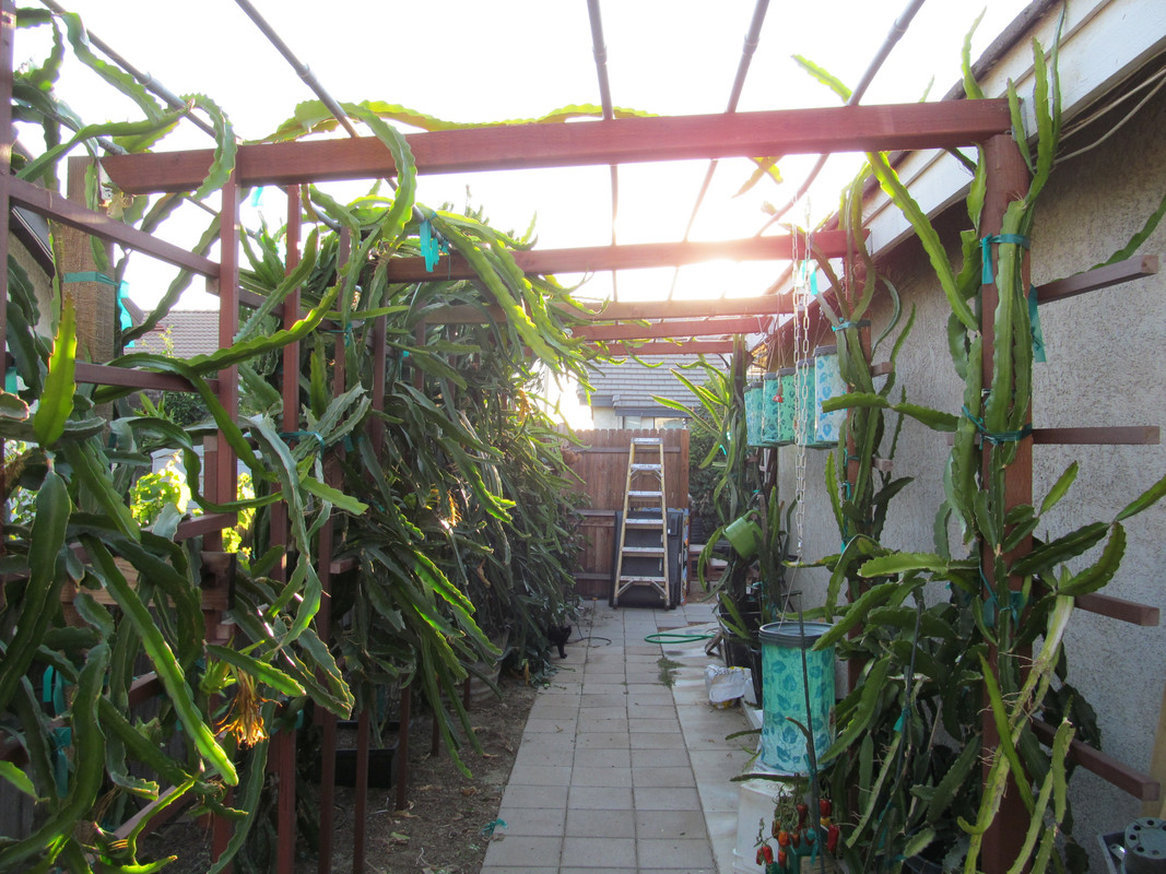 plants 004