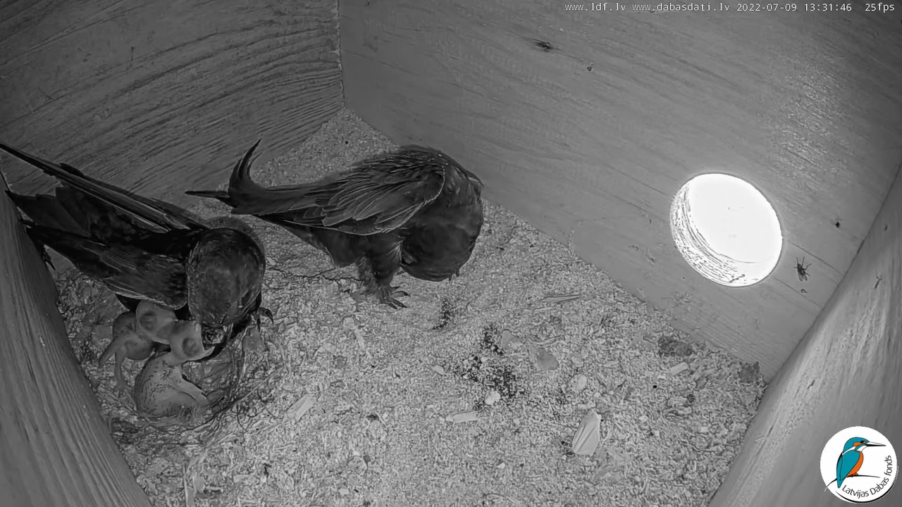 Svīre (Apus apus) Cēsu pils - LDF tiešraide _ Būris 10-40-26 screenshot