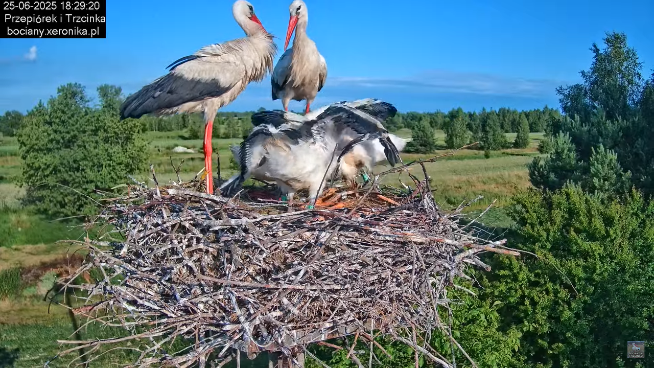 25062025bociany40