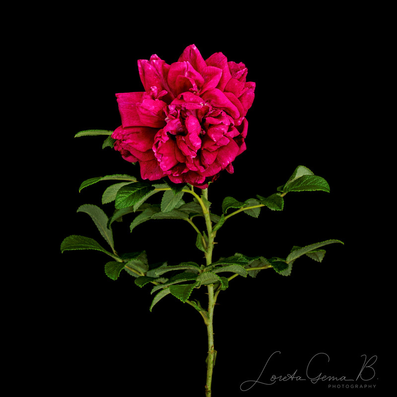 _8111382_waterm - Copy (2)