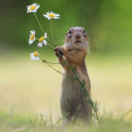 Flowers-for-you-squirrel