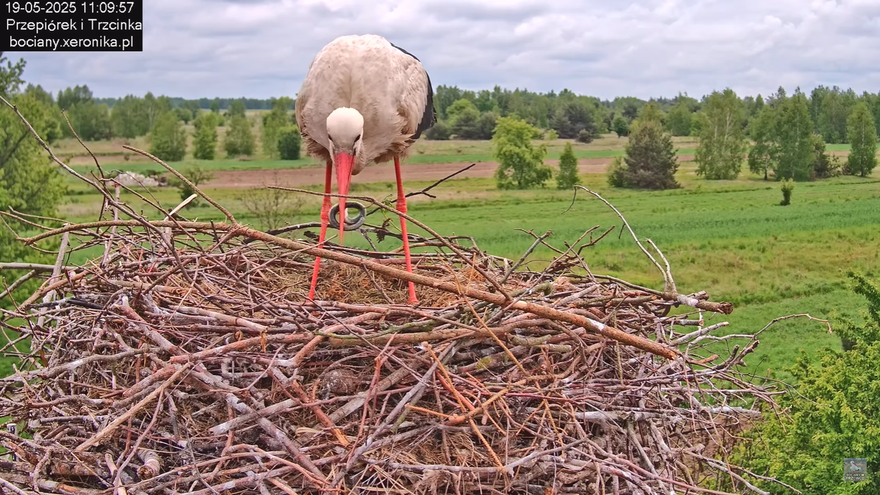 19052025bociany21