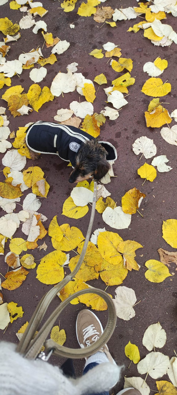 [Image: IMG-20241118-WA0008.jpg]