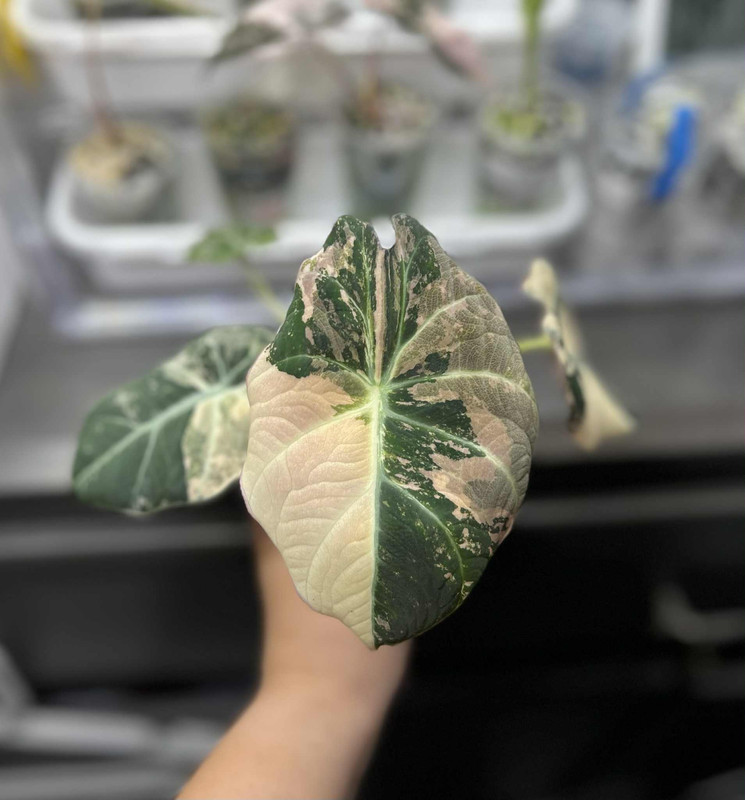 Alocasia Black Velvet Albo Pink Variegated 5-months
