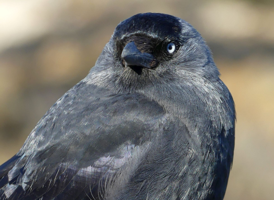 JACKDAW 14
