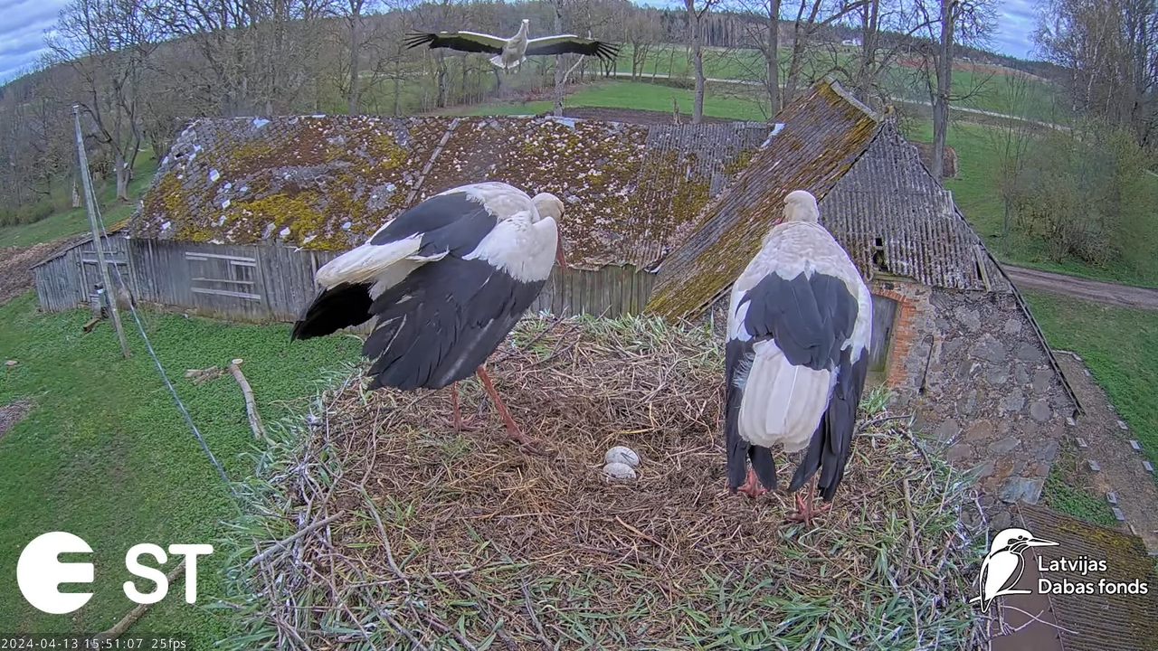 Baltie stārķi (Ciconia ciconia) Tukuma novadā - LDF tiešraide __ White storks in Tukums, Latvia 7-49