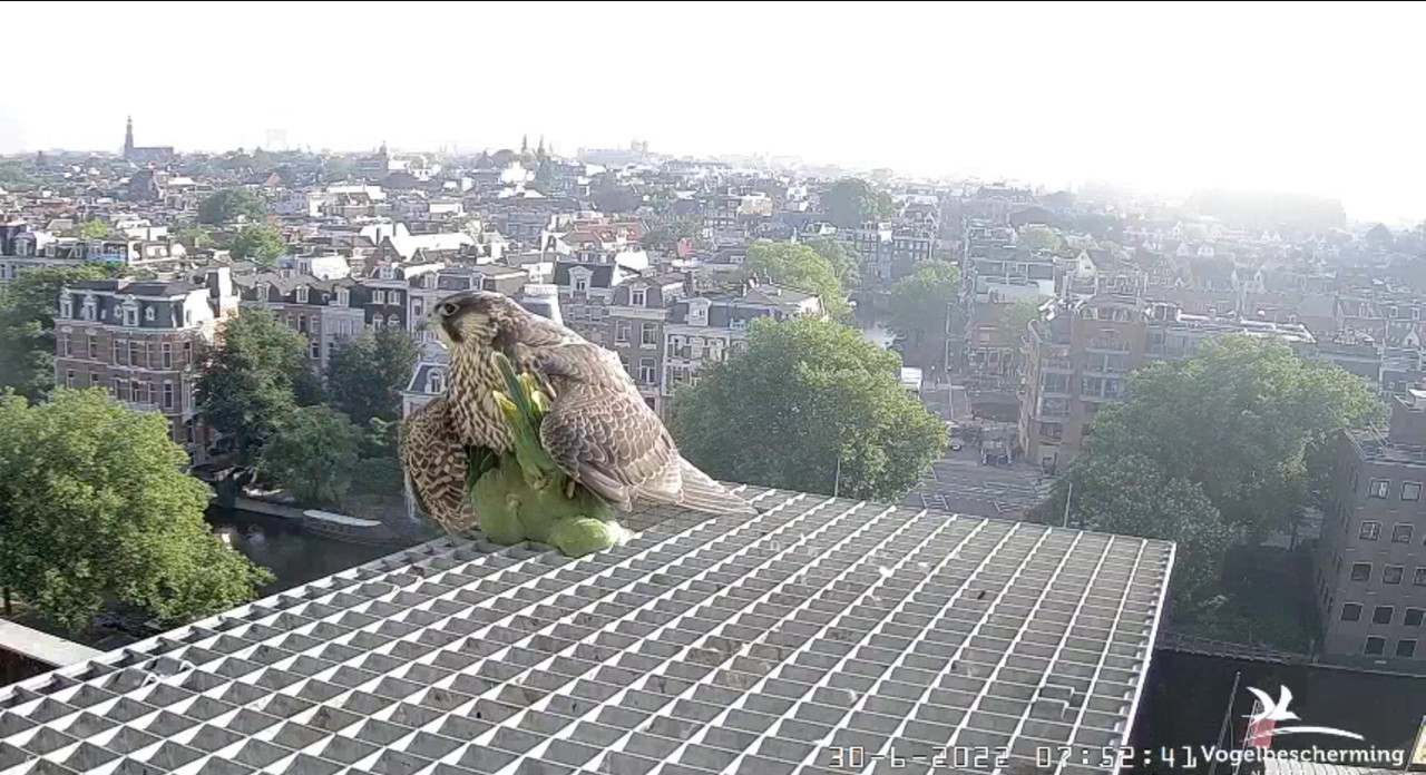 Amsterdam/Rijksmuseum screenshots © Beleef de Lente/Vogelbescherming Nederland - Pagina 34 Video-2022-06-30-080142-Moment-2