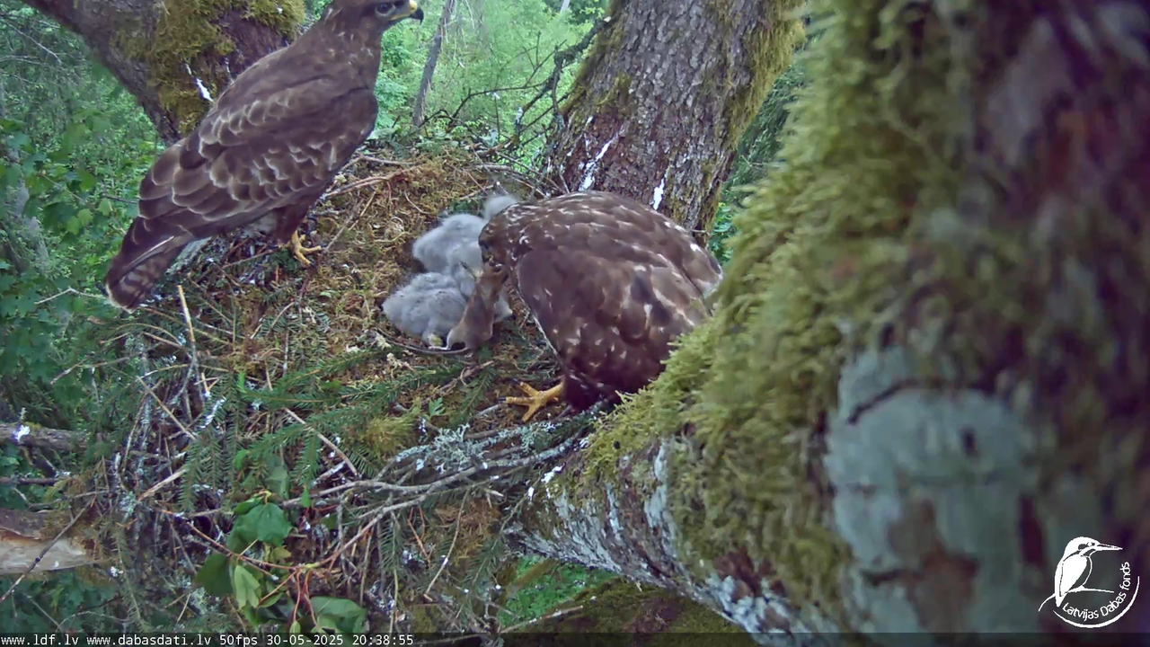 Melnās klijas (Milvus migrans) Kurzemē_ peļu klijāni (Buteo buteo) 12-59-5 screenshot