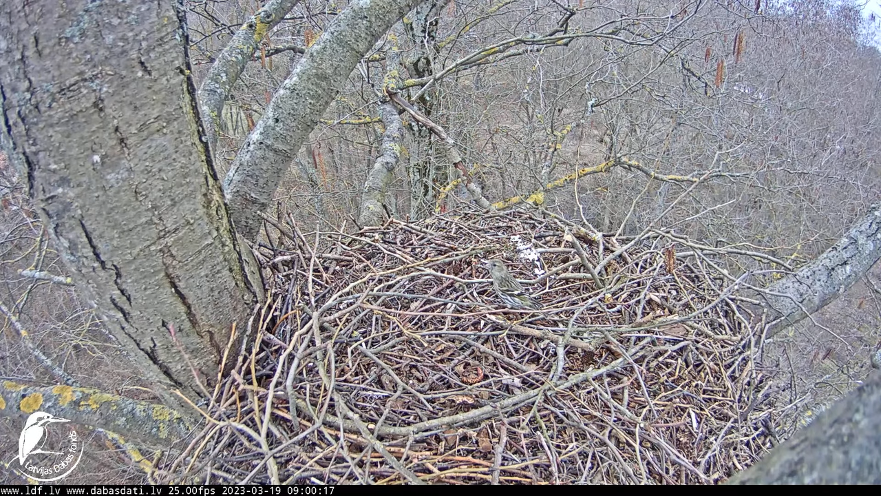 Vistu vanags (Accipiter gentilis) Rīgā - LDF tiešraide __ Goshawks, Riga, Latvia 8-18-57 screenshot