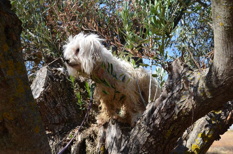 EXTREMADURA Y SUS PUEBLOS -2010-2023 - Blogs of Spain - EMBALSE DE VALDECAÑAS-2019/2023 (24)