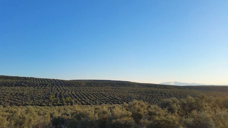 EMBALSE DE EL TRANCO DE BEAS-12-3-2016-JAEN - Paseando por España-1991/2016 (2)