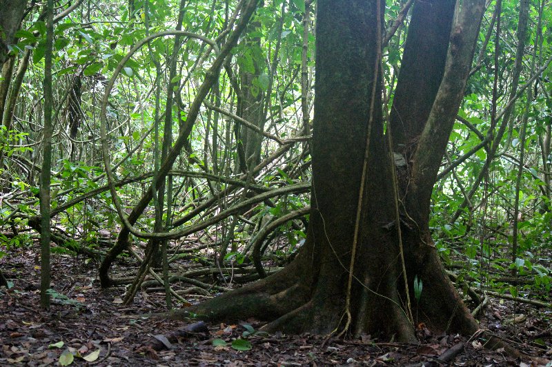 DIA 13: EXCURSIÓN DE UN DÍA A CORCOVADO - DE TORTUGAS Y PEREZOSOS. COSTA RICA 2019 (32)