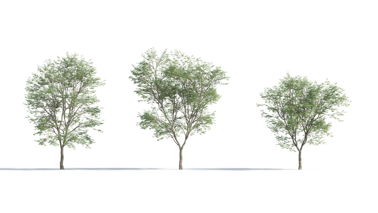 TV-cay_3dsmax_tailieukientruc (14)