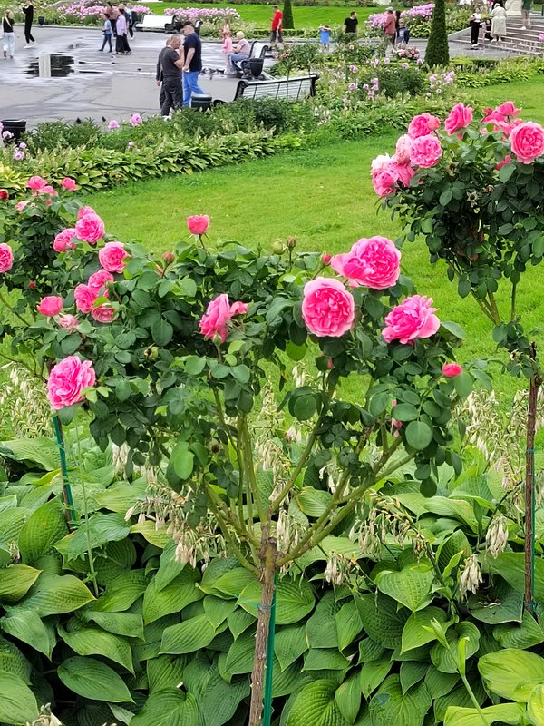 https://i.postimg.cc/MHnm4BDr/35-IMG-20250801-134029.jpg