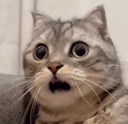 shocked-kitty.jpg