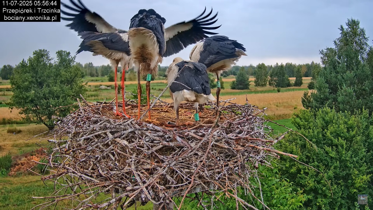 11072025bociany10