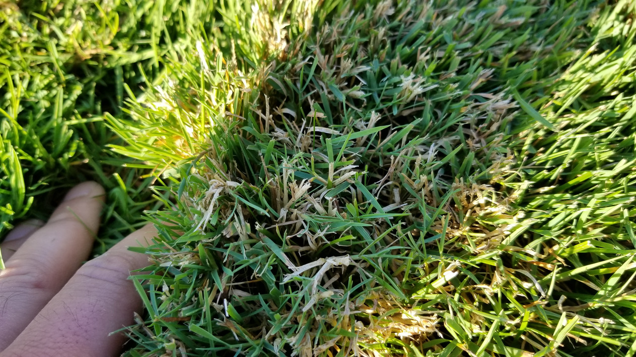 Grass not coming back after summer dormancy. Photos posted, ID please