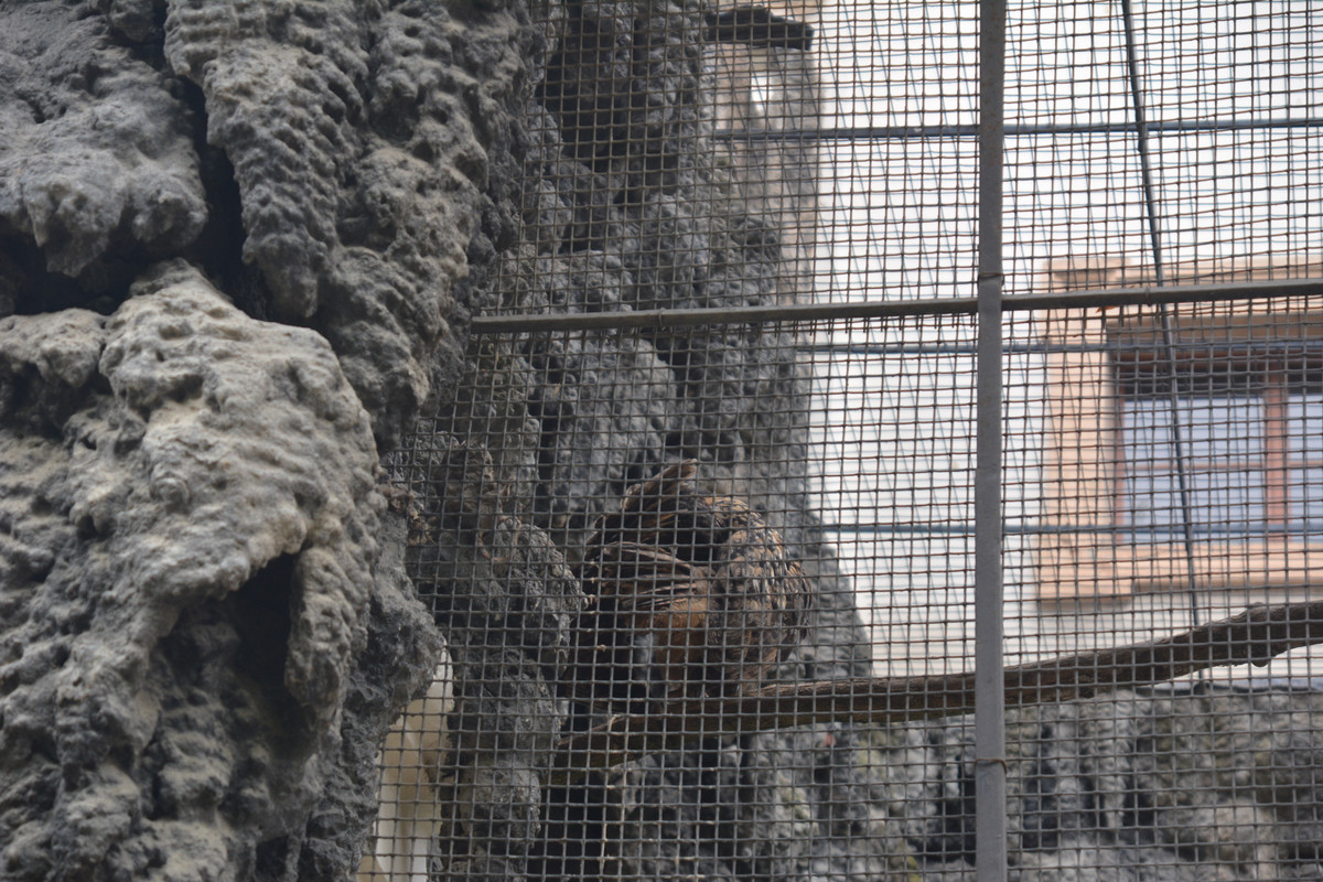 09.34 - DSC_9662 (Ater)