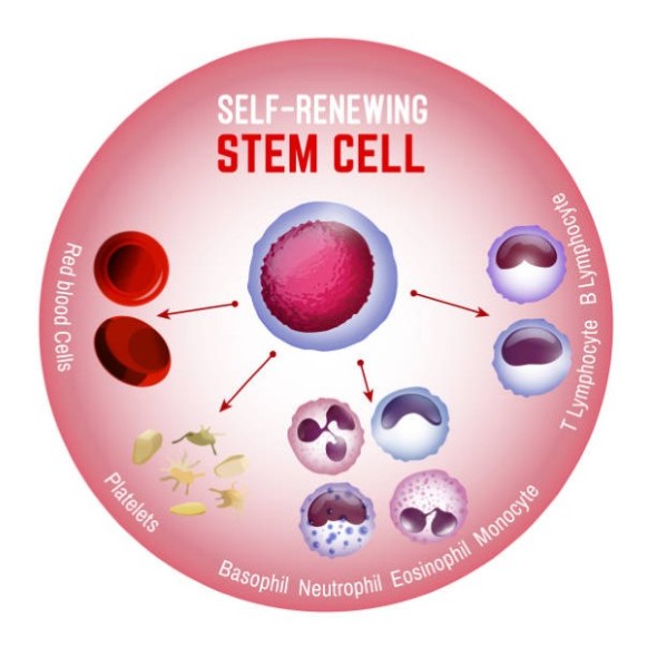 Stem Cell Therapy Tampa