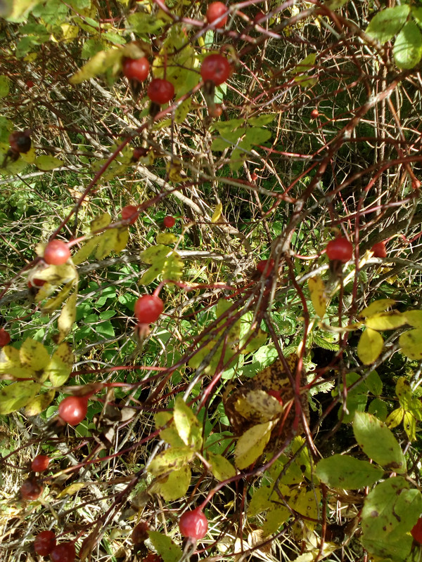 IMG_20171008_134201_2CS