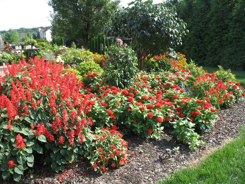 Lawn and Gardens 08.12.2018  (9)