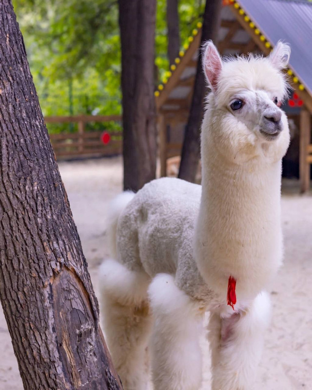 «Пача мама»
