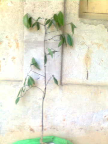 nairem tree