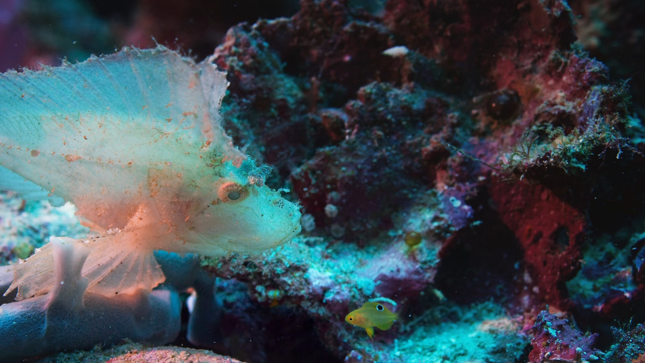 Blue Planet II S01E07 Our Blue Planet (1080p x265 10bit Tigole).