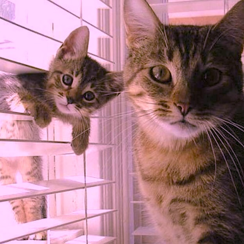 Kitten hanging in between Venetian blinds with mama sitting beside