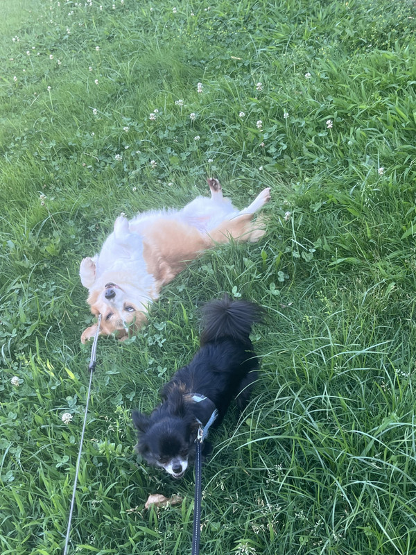 [Image: IMG-5137.jpg]