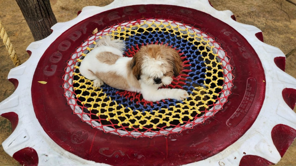 Pet Boarding and Dog Training in DLF Phase Gurugram
