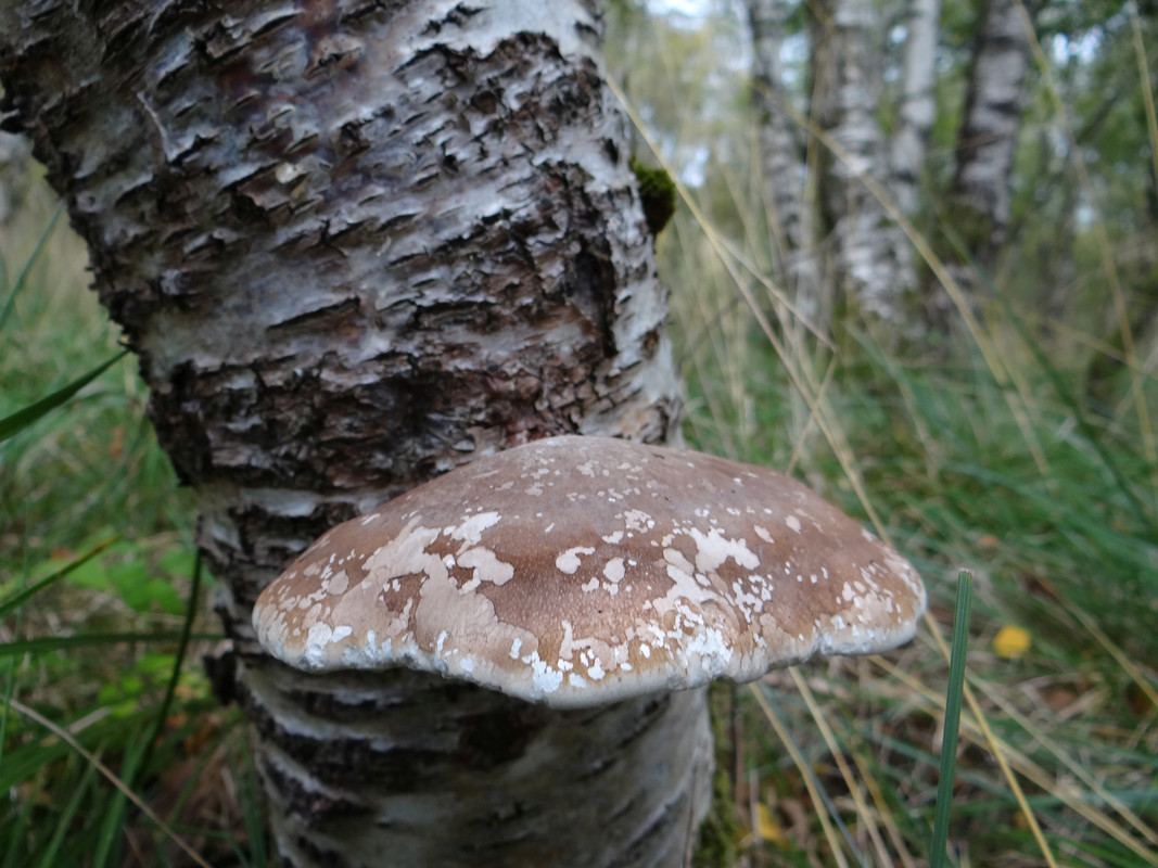 FUNGI 1 - Copy