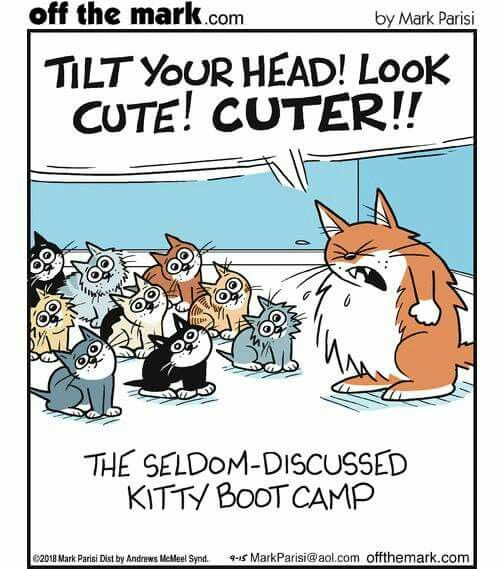 kitten-boot-camp.jpg
