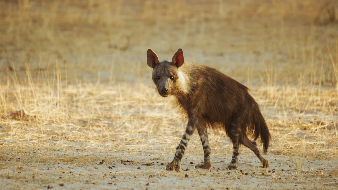 2019a-Kgalagadi-A006-C010-0223-P6-0002098.jpg