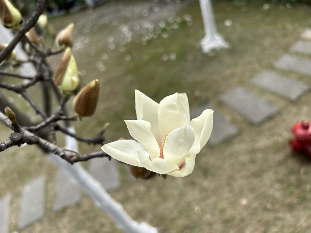 💮平安桥天主教堂的玉兰花
