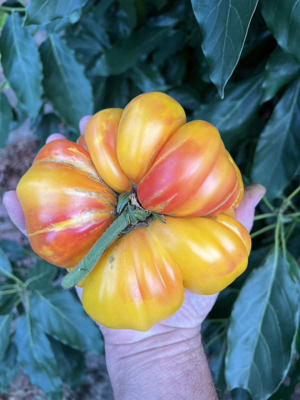 BB3DB781-82C4-46C1-B209-69AC89C8509C