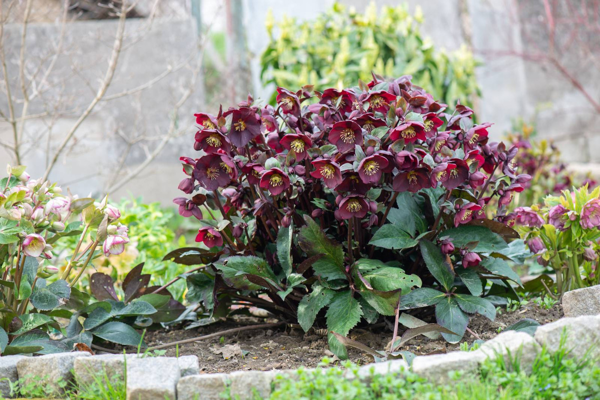 IMG-30a877c3de0441a2265651f35cfda0a3-V