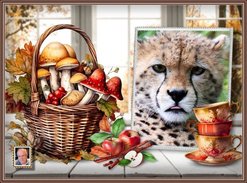 MOOIE-KATER-2