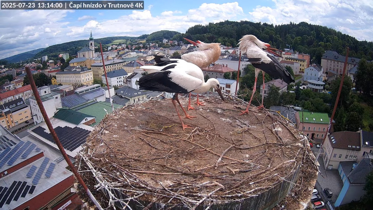 Tiešraide no stārķa ligzdas uz alus darītavas skursteņa Trutnovā 16-48-59 screenshot